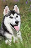 SIBERIAN HUSKY 289
